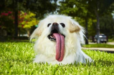 White dog with long tongue sticking out