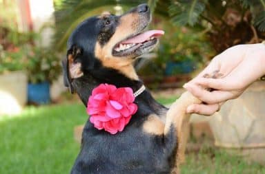 Dog giving human a handshake