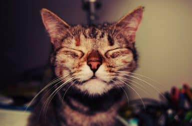 Smiling happy cat could be depressed