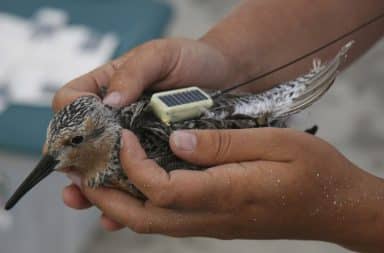 Tracking device on a bird's back while in a human's hands