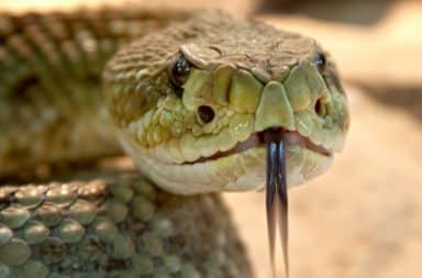 Rattlesnake hissing