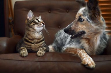 Cat and dog staring at each other