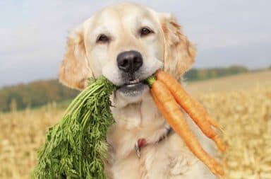 Dog holding carrots in his mouth