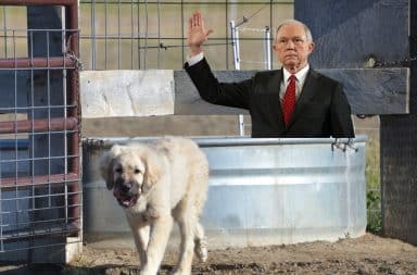 Jeff Sessions and a dog at a trough