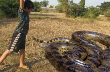 Child kills large snake