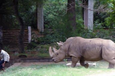 Indian man chased by rhino in zoo cage