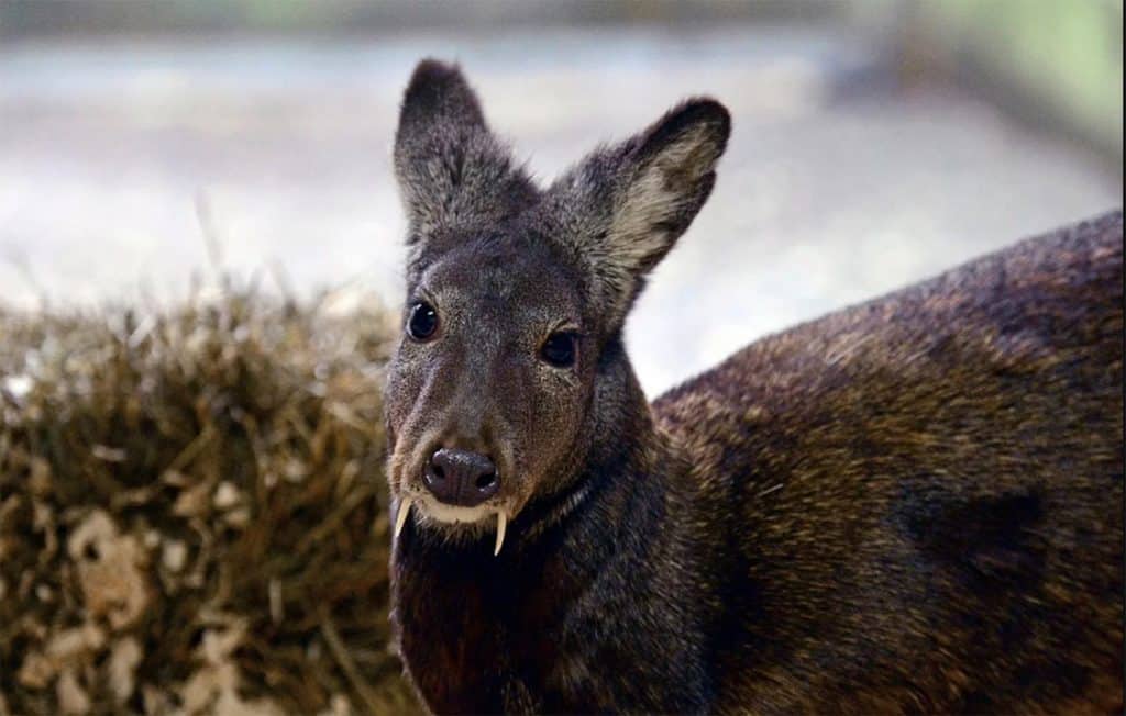 Musk deer in the wild