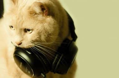 Cat wearing headphones