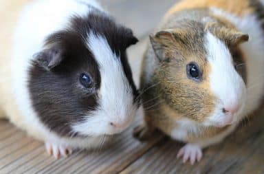 Angry guinea pigs