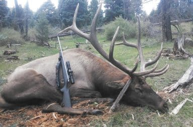 Caribou lying next to an automatic rifle