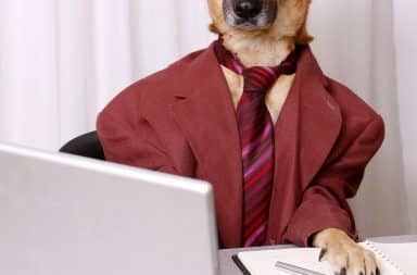 Lawyer Dog