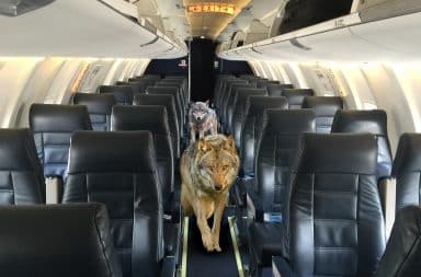 Wolf Airline