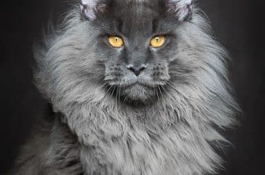 Maine Coon