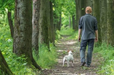 Dog Walks, Man Accompanies