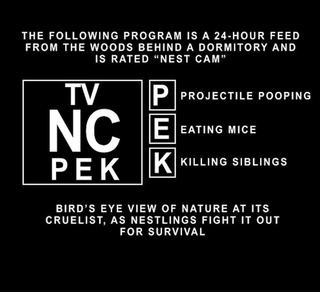 The following program is in a 24-hour feed from the woods behind a dormitory and is rated "NC" for nest cam, for Projectile Pooping, Eating Mice, and Killing Siblings. This is a bird's eye view of nature at its cruelest, as nestlings fight it out for survival. 