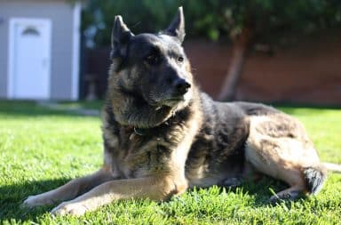 German Shepherd dog in the yard