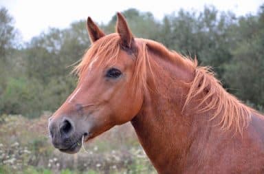 Horses are smarter than you think