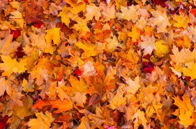 my family, the leaves