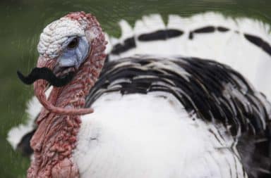 uncle turkey has a fake stache