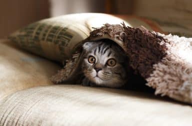 Anxious cat under a blanket