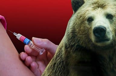 the bear and the shot -- man's two great enemies