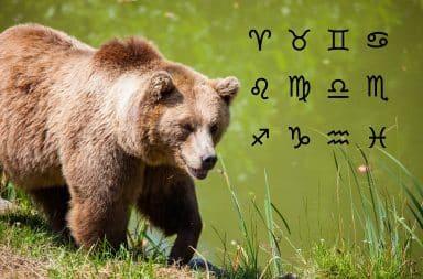 Brown bear in the wild with astrological signs