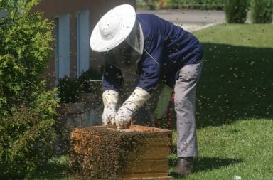 the man with lots of bees is at it again