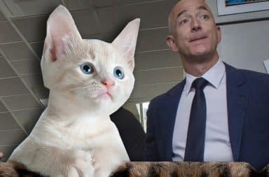 the kitten loves bezos and vice versa