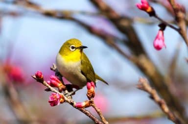 Yellow bird on a tree branch