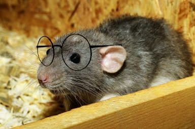 the smart rat is taking our jobs!!