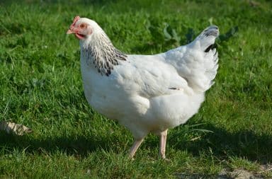 it's a hen, it's a chicken, here it is