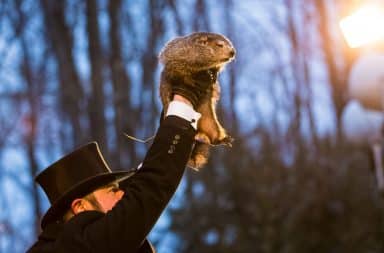 punxsutawney phil the groundhog being lifted up