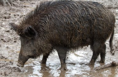 wild hog