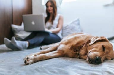 Lazy dog in bed with a woman