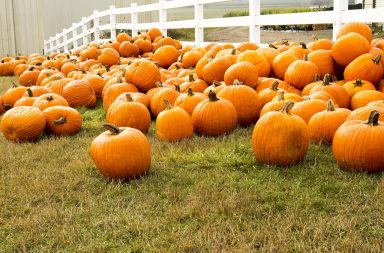 all the pumpkins in the pumpkin patch