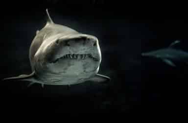 Scary shark underwater