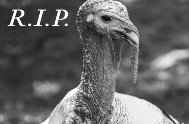 RIP to this turkey