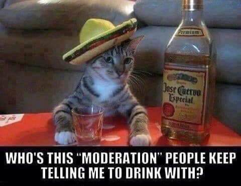 Cat drinking in moderation meme