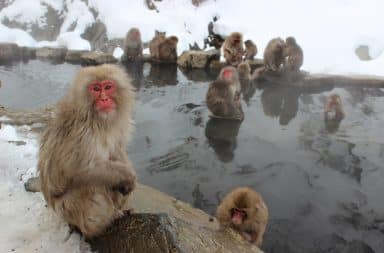 monkeys in the bath