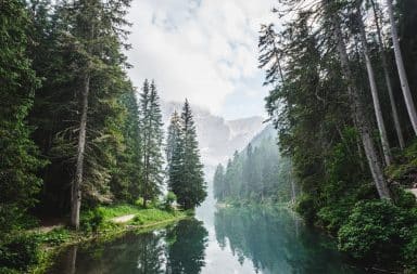 Evergreen trees in a forest