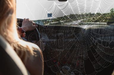 spider in the car! fuck!!