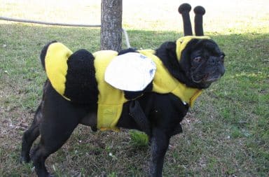 dog in a costume