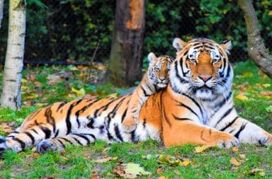 tigers, what majesty