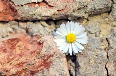 a flower running into a flower