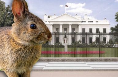 rabbit white house