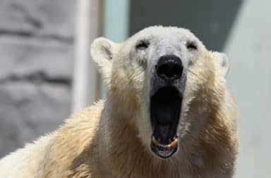 Agitated polar bear howling