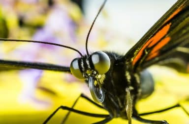 butterfly has a big mouth