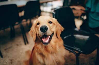 Smiling golden retriever