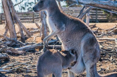 Kangaroo pouch contents