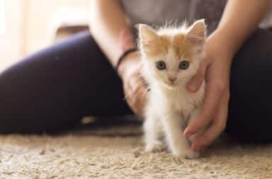 tiny kitten